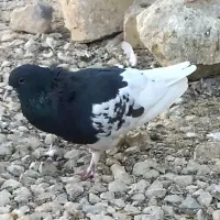 کبوتر|پرنده|نورآباد ممسنی, |دیوار