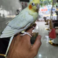 پرنده عروس هلندی