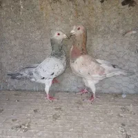 سرور.پلاکی.رنگی