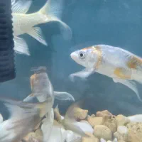 ماهی کوی باله بلند خاص|ماهی|شیراز, شهرک سراج‎|دیوار