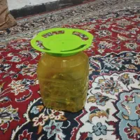 سطل