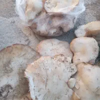 قارچ کوهی،بیلهر،کنگر و ترشی بیلهر