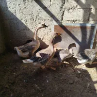 قو غاز اکراینی ،غاز محلی و اردک