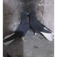 آس کبوتر