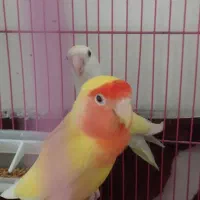 کوتله برزیلی|پرنده|آذرشهر, |دیوار