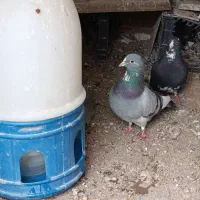 پلنگ|حیوانات|رفسنجان, |دیوار