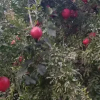 فروش باغ در روستای خوش اب و هوای زواریان