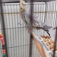 عروس هلندی|پرنده|بروجرد, |دیوار