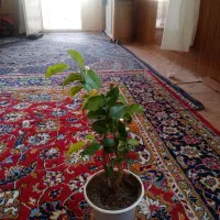 گل های بنجامین|گل و گیاه طبیعی|قیدار, |دیوار