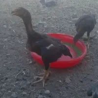 جوجه لاری افغان