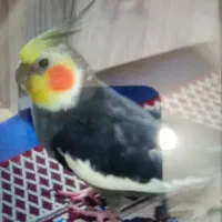 عروس هلندی گمشده