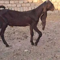 بزغاله نر کاموری گوش بلند