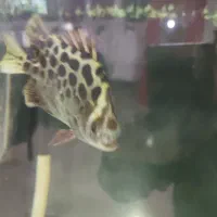 فلاور باکس18سانتی هد دار|ماهی|مشهد, سناباد|دیوار