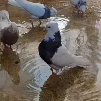 طوقی سرکه ای‌وکارتونی