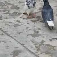 طوقی خال قدیم الماسی|پرنده|سنندج, |دیوار