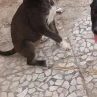 سک پا کوتا|سگ|زابل, |دیوار