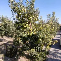 فروش سیب درجه۱