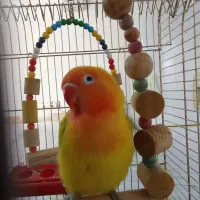 طوطی برزیلی