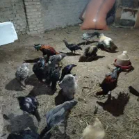 برهما اصل و لاری اصل افقان|حیوانات مزرعه|بندر ترکمن, |دیوار