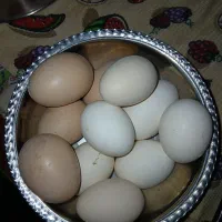 تخم نطفه دار نژاد لاری و گلین