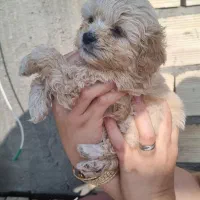 توله پاکوتاه|سگ|خوی, |دیوار