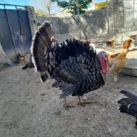 بوقلمون نر برنز سلامت