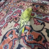 یک جفت مرغ عشق دستی رنگ پسته ای