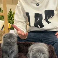 اسکاتیش بلو