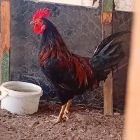 مرغ و خروس و نیمچه اصل