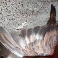کله ای|پرنده|بندر گناوه, |دیوار