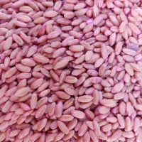 گندم بذر|گل و گیاه طبیعی|قوچان, |دیوار