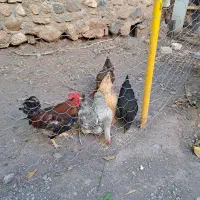 فروش مرغ و خروس