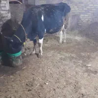 گاوگوساله هلشتین|حیوانات مزرعه|تاکستان, |دیوار