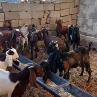 فروش بزغاله ماده زیرسی کیلو