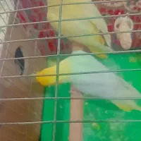 عروس هلندی|پرنده|اهواز, کیانپارس |دیوار