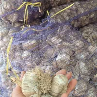 سیر|خدمات باغبانی و درختکاری|انگوت, |دیوار