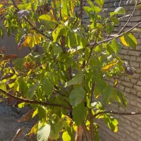 خانه ۳۰۰ متری|فروش خانه و ویلا|صالح آباد, |دیوار