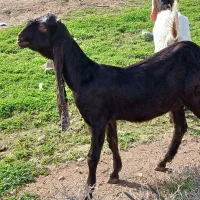 یک عدد بز ی.یا تیشتر|حیوانات مزرعه|شوشتر, |دیوار