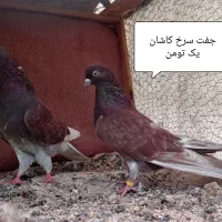 کبوتر پرشی بشرط و تضمین|پرنده|رشت, خرسندی|دیوار