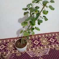 گل.|گل و گیاه طبیعی|مرند, |دیوار