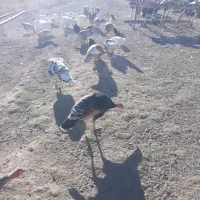 تعدادی بوقلمون و غاز و خروس و مرغ|حیوانات مزرعه|نمین, |دیوار