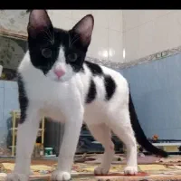 گربه گمشده|گربه|بندر گناوه, |دیوار