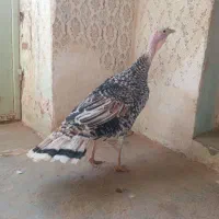 بوقلمون ماده|حیوانات مزرعه|تربت جام, میان جام|دیوار