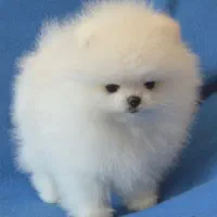 سگ پامرپامرانین خرسی