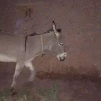 الاغ 6ساله|حیوانات مزرعه|تسوج, |دیوار