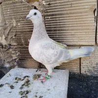 کبوترمصری پلنگ سار|پرنده|مشهد, یوسفیه (شهرک غرب)|دیوار