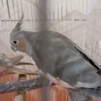 عروس هلندی|پرنده|فردیس, شهرک شهید حسینی|دیوار