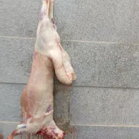 زبح گوسفند وخرد کردن کامل حرفه ای