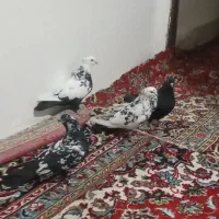 چهار تارنگی بادونا طوطی کوتوله موولد|پرنده|ایوان, |دیوار