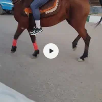 اسب مادیان جوان